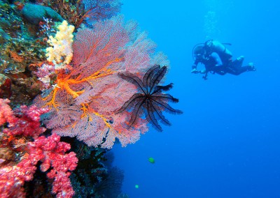 SCUBA Diving with Bob's Dive Shop - Underwater World